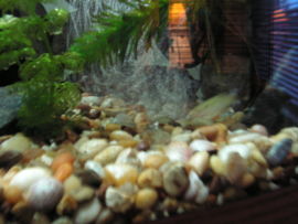 Gravel in a freshwater aquarium