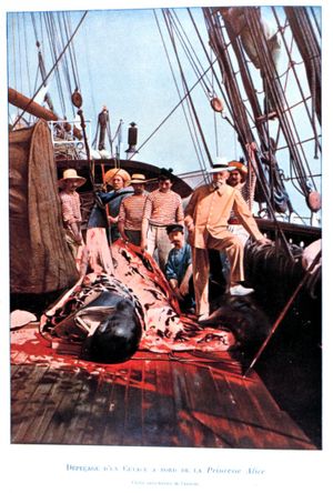 The crew of the oceanographic research vessel "Princesse Alice," of Albert Grimaldi (later Prince Albert I of Monaco) pose while flensing a catch.