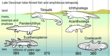 Late Devonian vertebrate speciation saw lobe-finned fish like Panderichthys having descendants such as Eusthenopteron which could breathe air in muddy shallows, then Tiktaalik whose limb-like fins could take it onto land, preceding the first tetrapods such as Acanthostega whose feet had eight digits, and Ichthyostega with developed limbs, negotiating weed-filled swamps. Lobe-finned fish evolved into Coelacanth species which survive to this day.