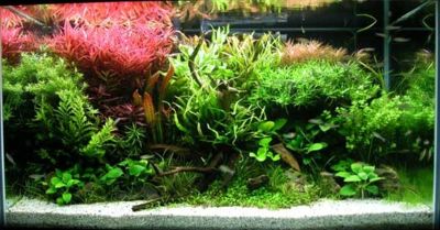 A planted freshwater aquarium.