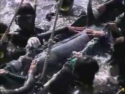 Dolphin being forced in to a sling by swimmers in Futo, Japan.