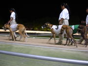 Several greyhounds before a race.