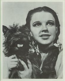 Judy Garland and Toto in The Wizard of Oz (1939).