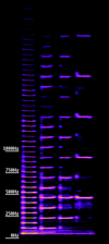 A spectrogram of the bassoon's B-flat in four octaves.