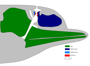 Idealized dolphin head showing the regions involved in sound production. This image was redrawn from Cranford (2000).