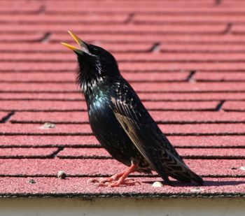 A European starling (Sturnus vulgaris) singing